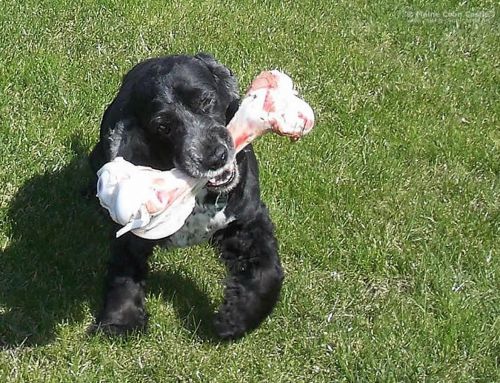 Cocker Maurice Cocker Maurice