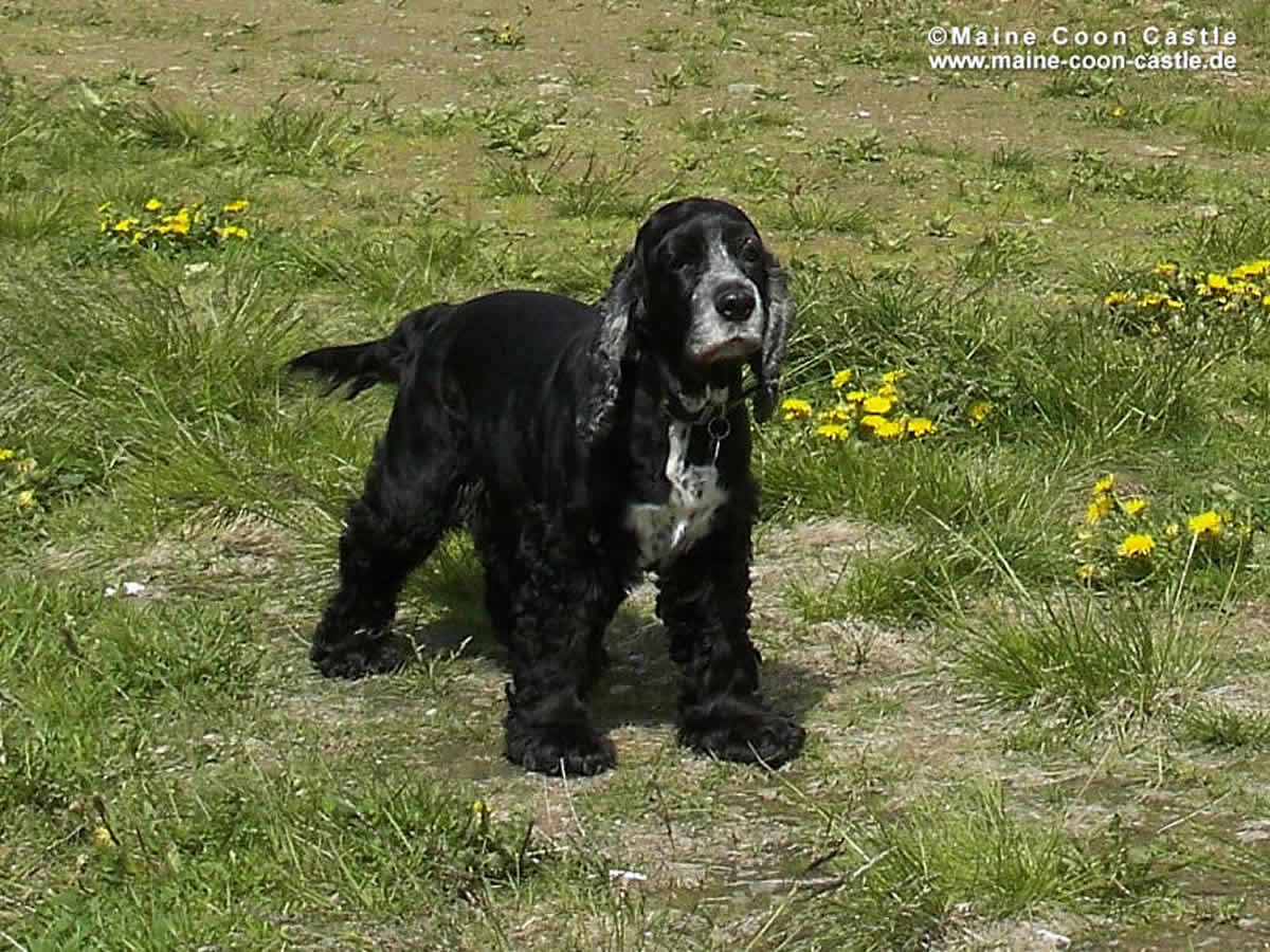 Ein unermüdlicher Wanderer Maurice 94