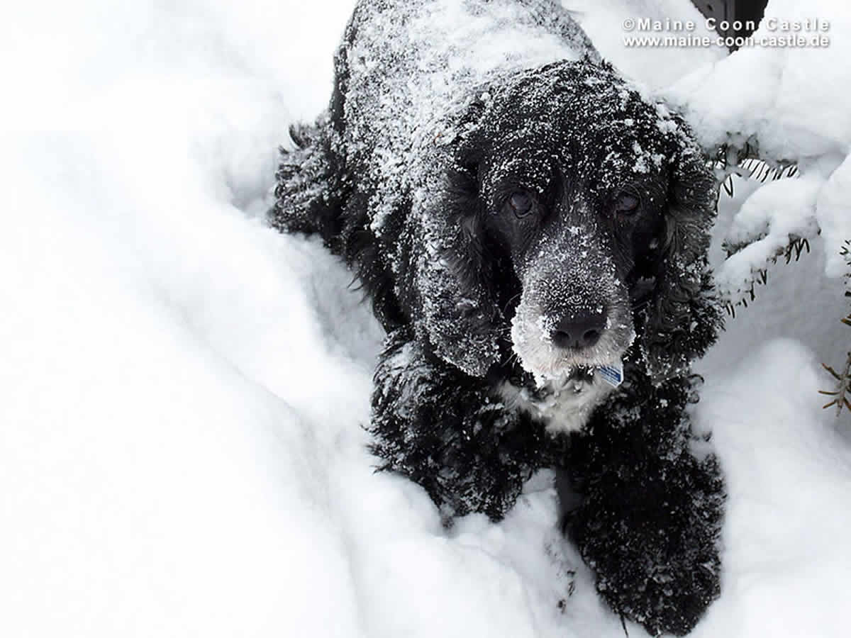 Schnee war sein Ding! Maurice 96