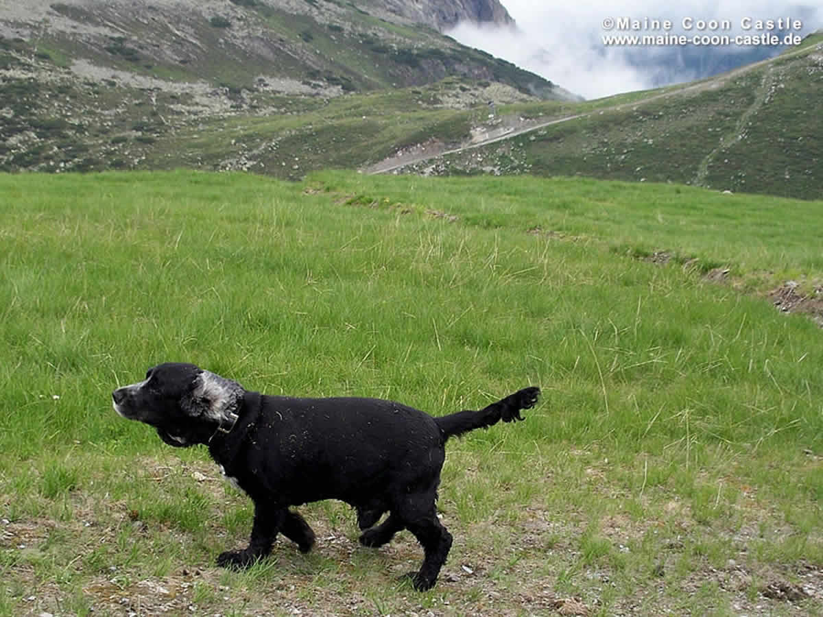 Maurice im Ahrtal Maurice 97