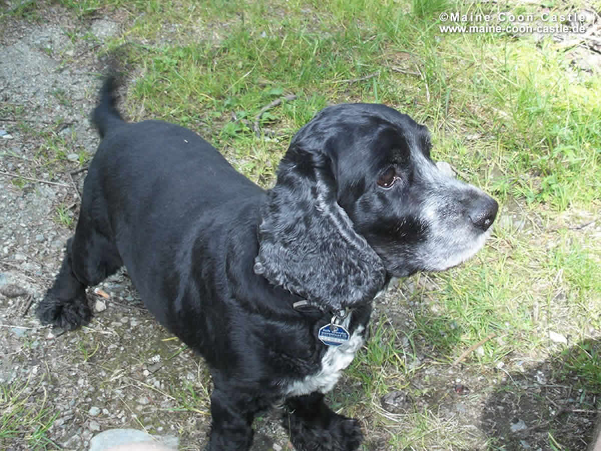 Maurice auf der Alm Maurice 98