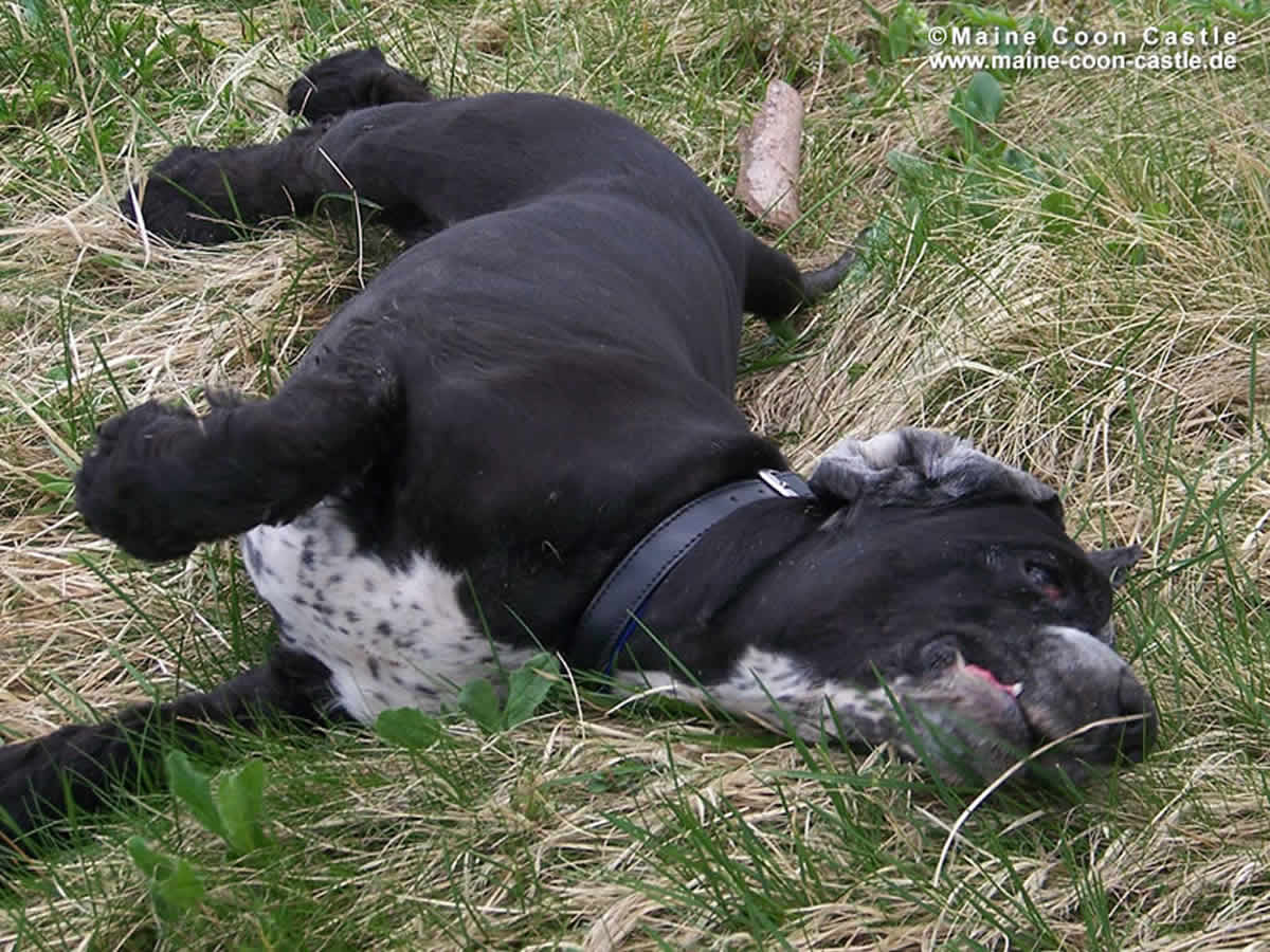 Maurice das Ferkel… Maurice 99