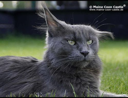 Langstteich’s Sca´Ramia Langstteich’s Sca´Ramia