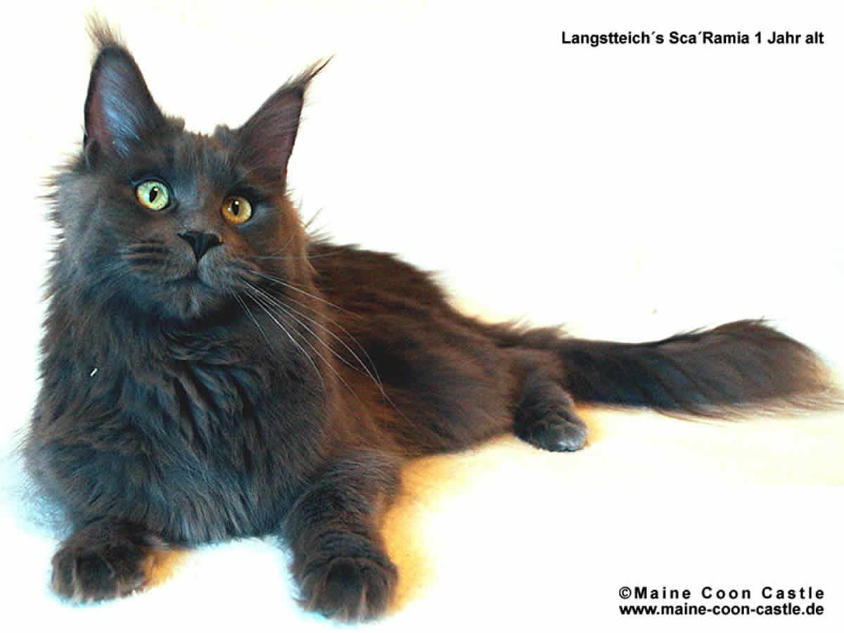 Eine verschmuste Papakatze Mia 85