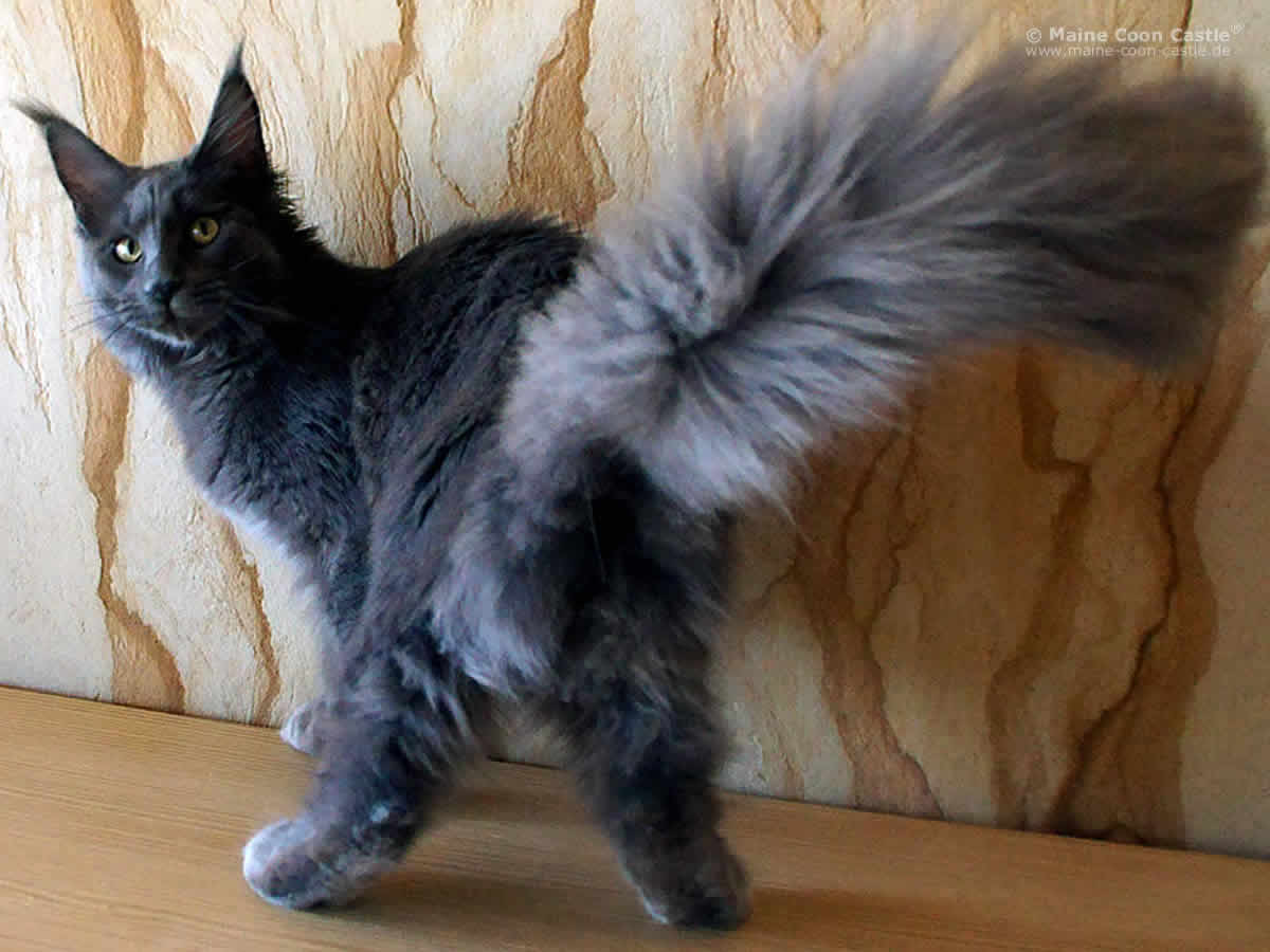 Langstteich´s Sca´Ramia Mia 91