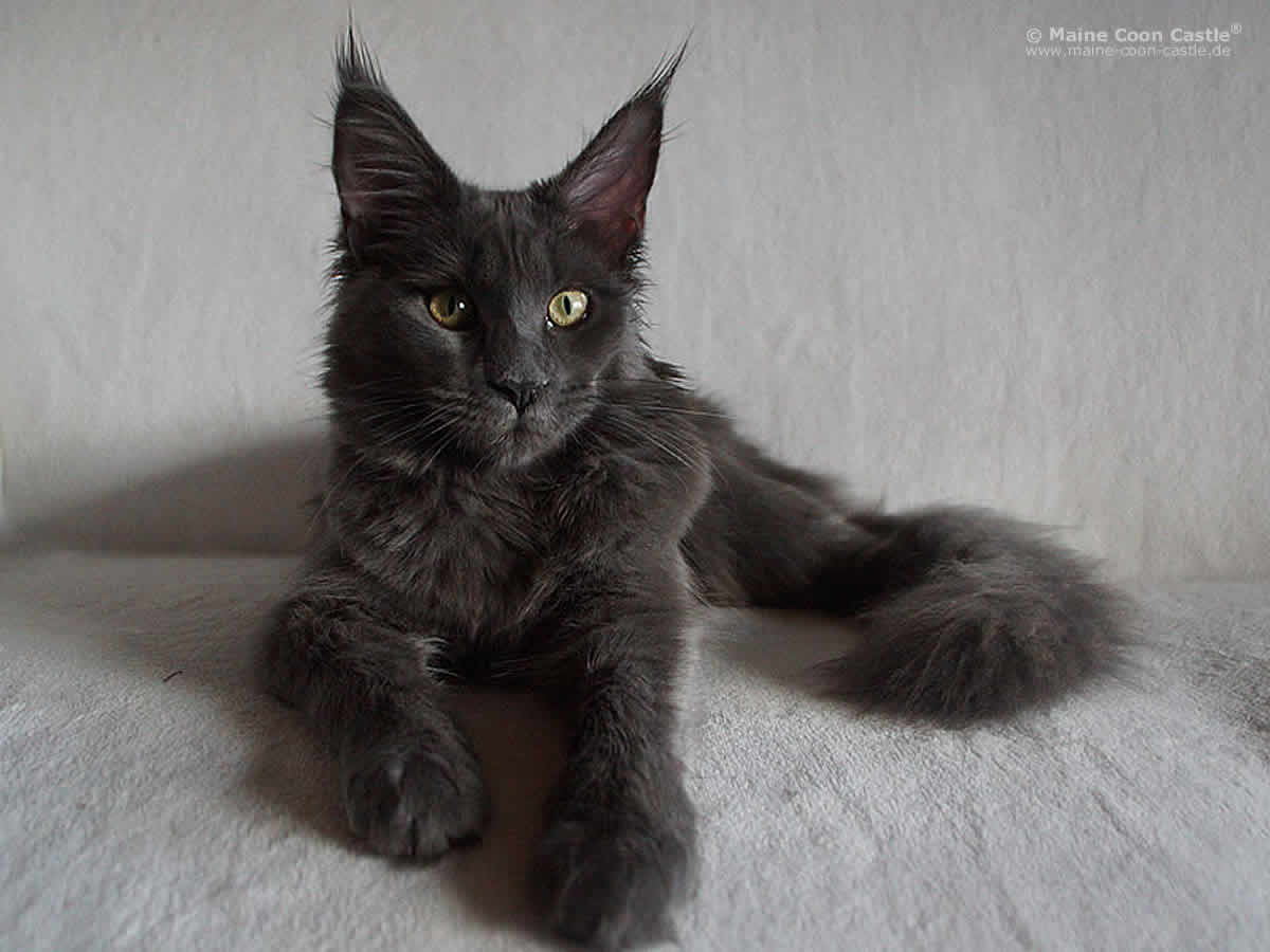 Langstteich´s Sca´Ramia 6 Monate Mia 92