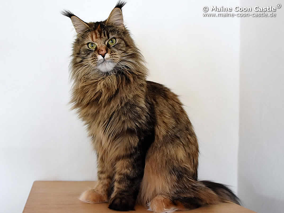 Polly of Maine Coon Castle