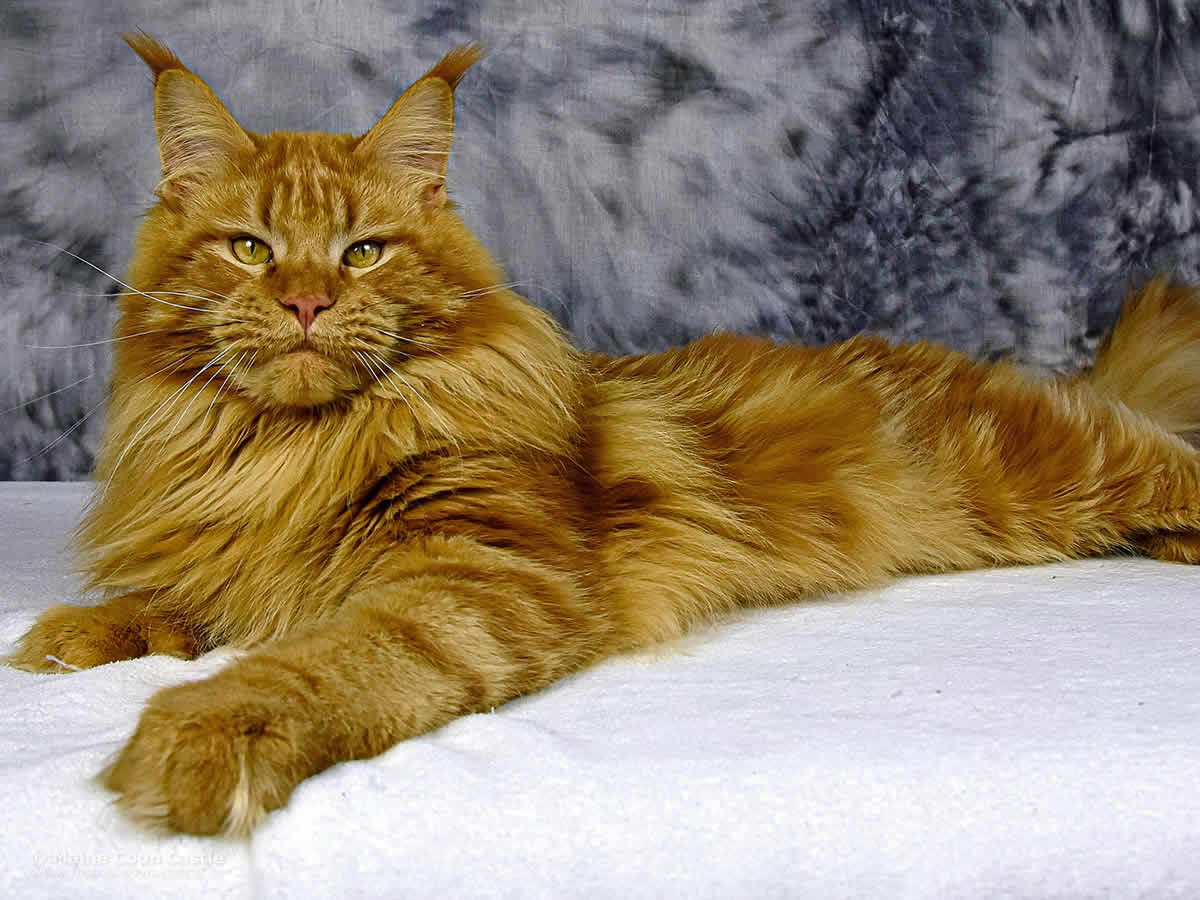 Zeus 1 Jahr 2 Monate alt Maine Coon Kater Zeus 1 Jahr 2 Monate alt