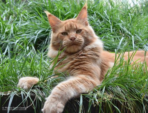 Zeus of Maine Coon Castle Zeus of Maine Coon Castle