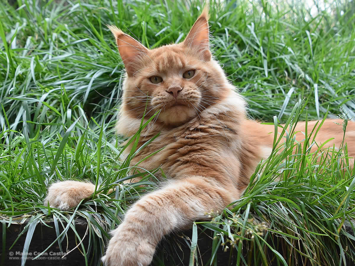 Zeus of Maine Coon Castle