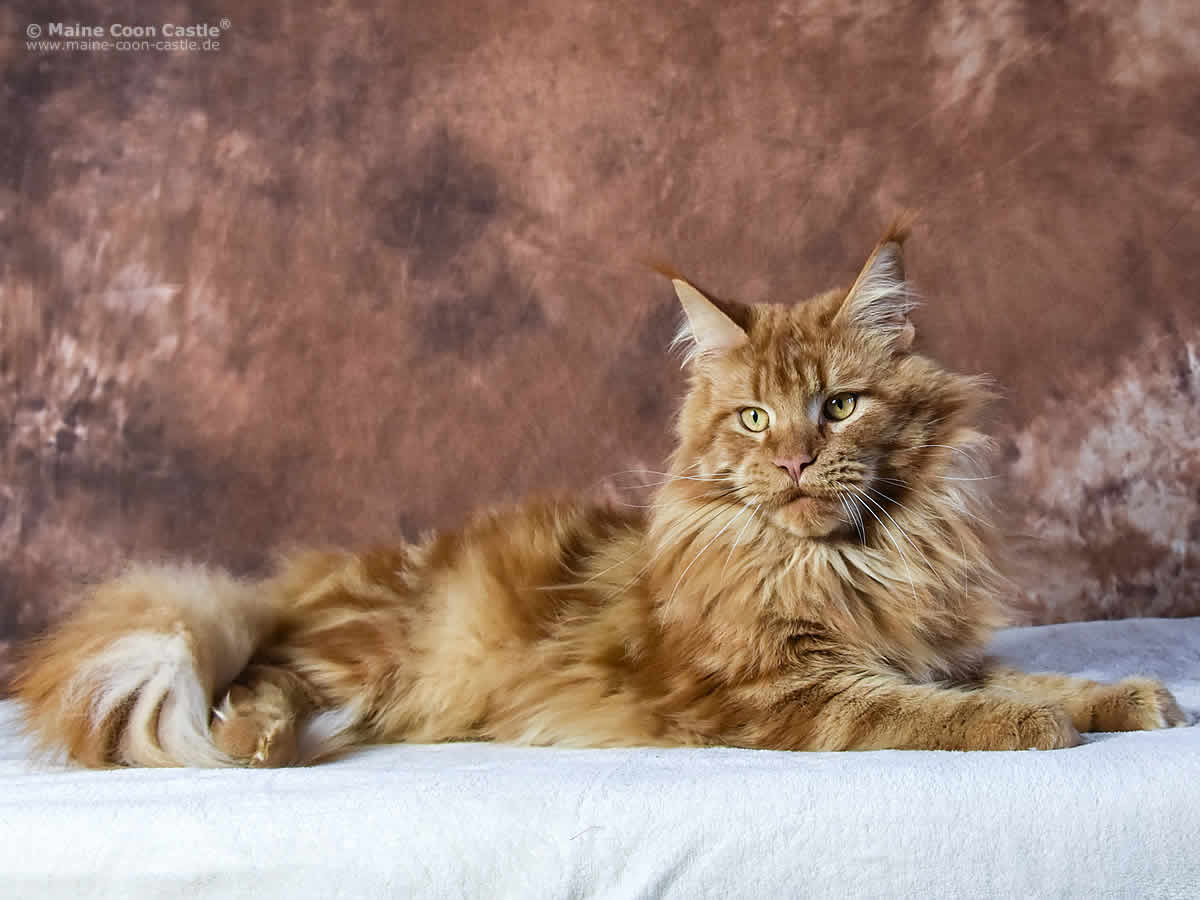 Zeus 1 Jahr Zeus 1 Jahr