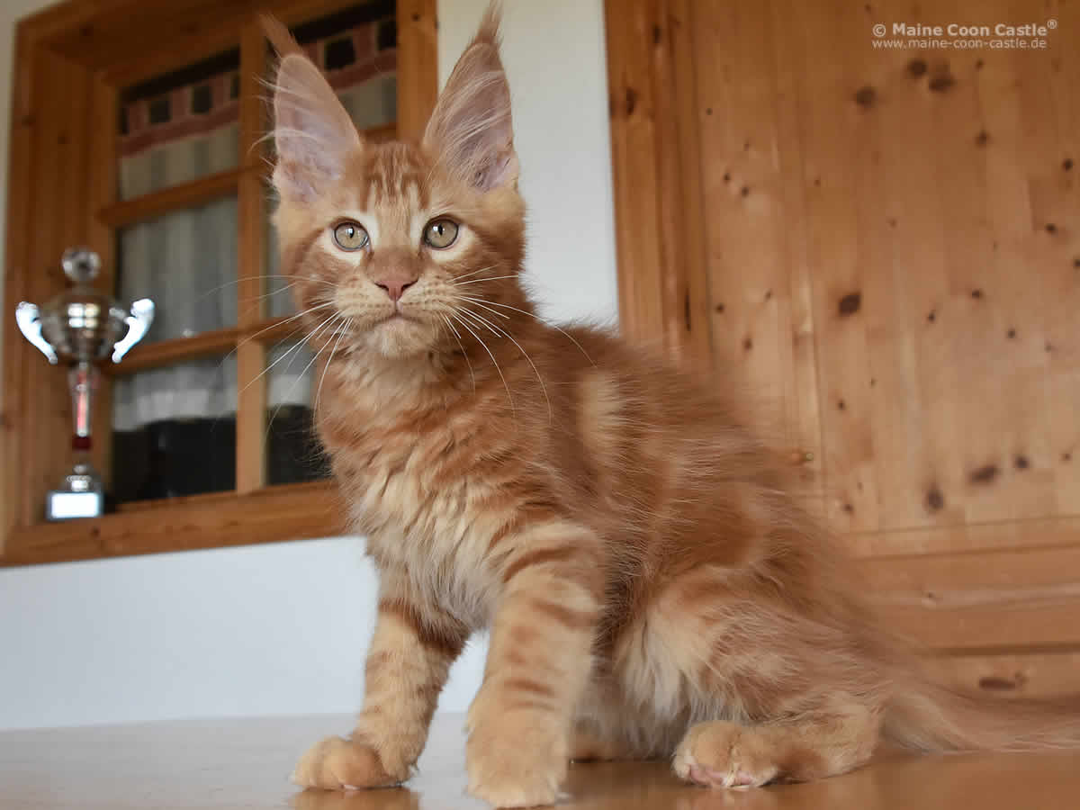 Zeus 11 Wochen Zeus 11 Wochen