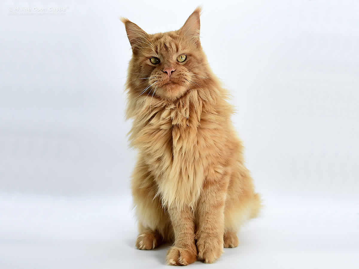 Zeus 3 Jahre Zeus of Maine Coon Castle 3 Jahre