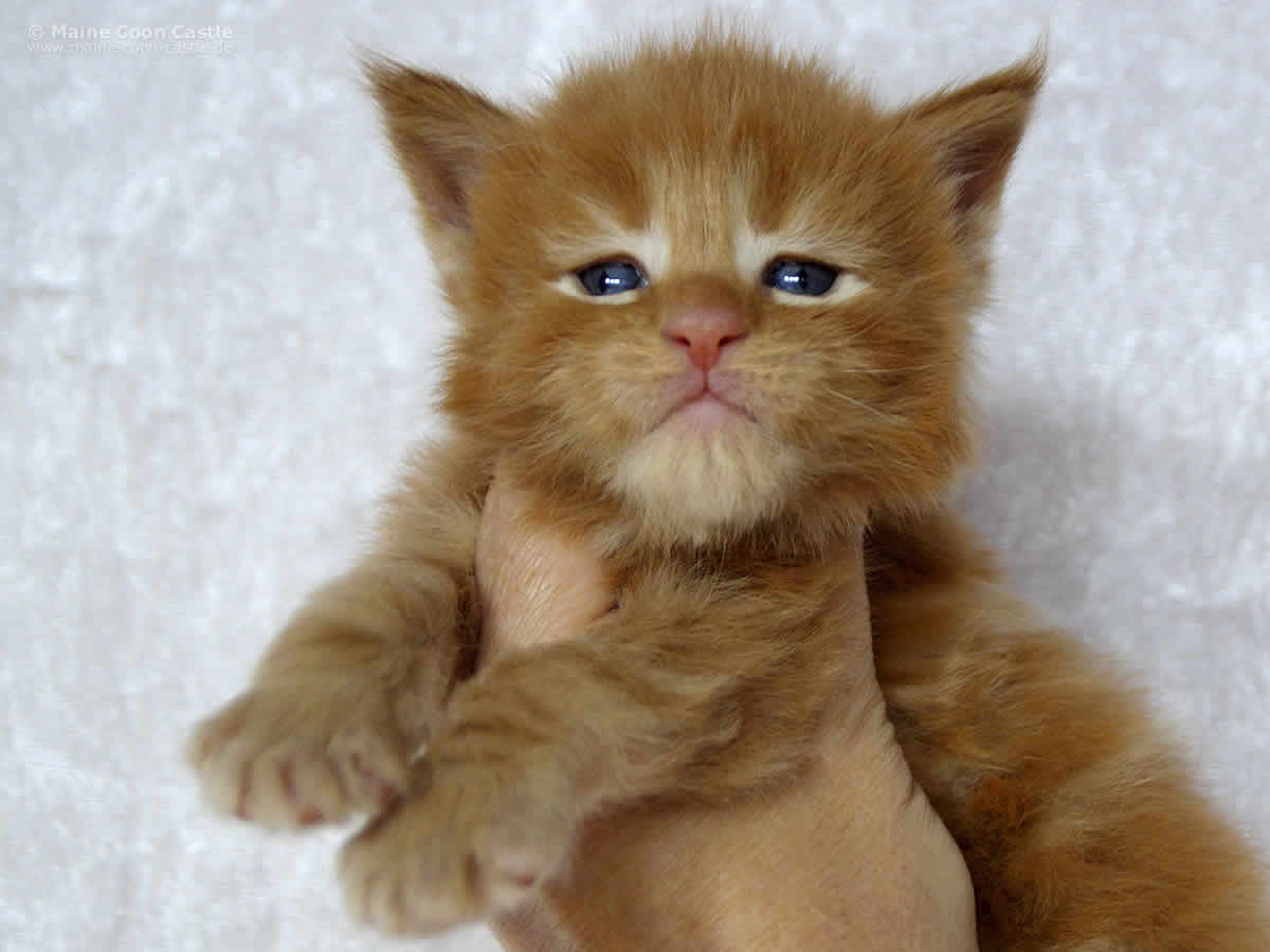 Zeus 3 Wochen Zeus 3 Wochen