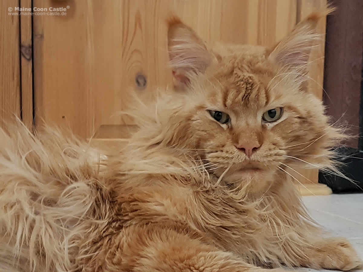 Das letzte Bild von Zeus 4,5 Jahre Zeus 4 5 Jahre