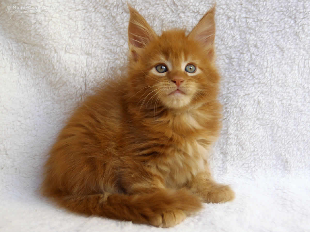 Zeus 7 Wochen Zeus 7 Wochen