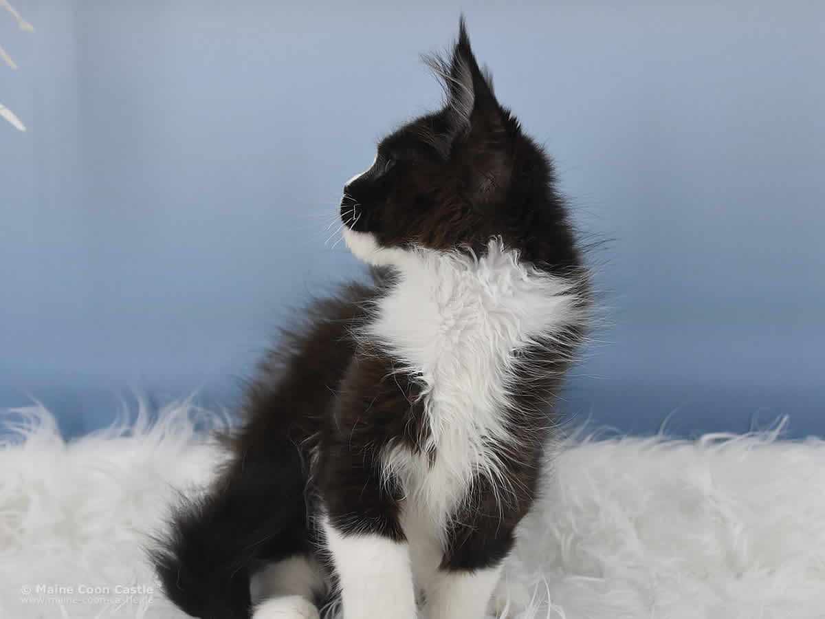 Hirschberger’s Kimmy 4,5 Monate alt Hirschberger’s Kimmy 4,5 Monate alt