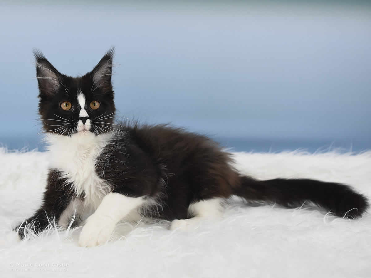 Hirschberger’s Kimmy 4,5 Monate alt Hirschberger’s Kimmy 4,5 Monate alt