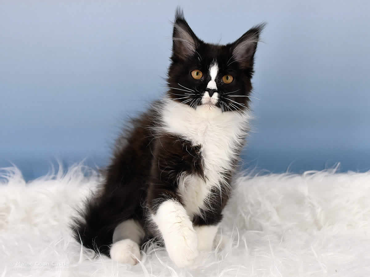 Hirschberger’s Kimmy 4,5 Monate alt Hirschberger’s Kimmy 4,5 Monate alt