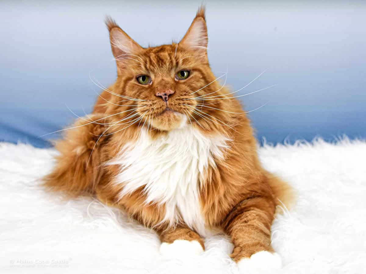 Maine Coon Luc 8 Jahre alt Maine Coon Luc 8 Jahre alt