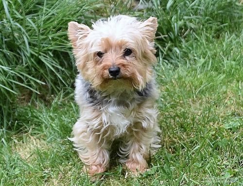Yorkshire Terrier Anne