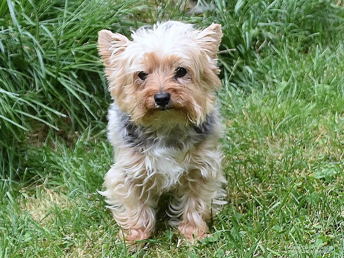 Yorkshire Terrier Anne