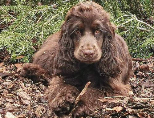 English Cocker Spaniel Charlotte
