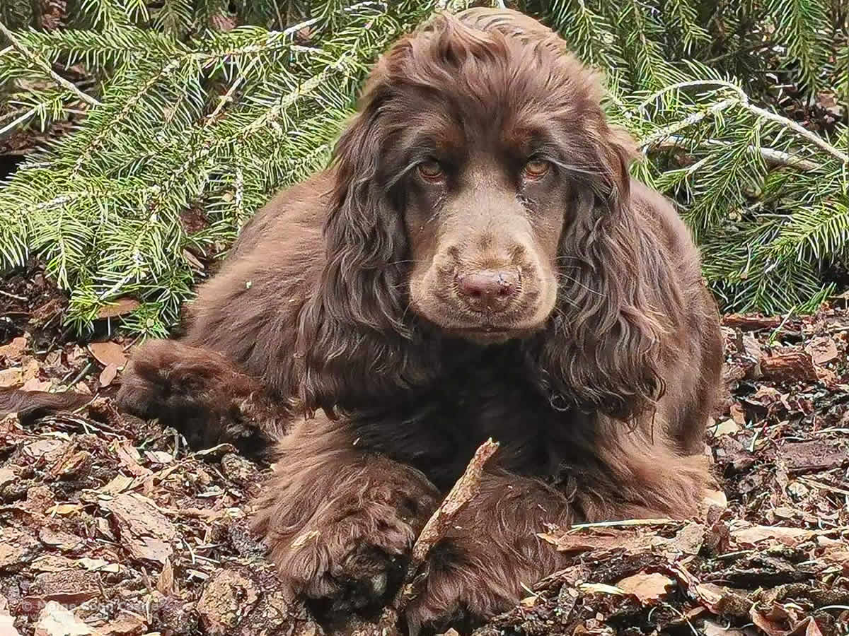 English Cocker Spaniel Charlotte