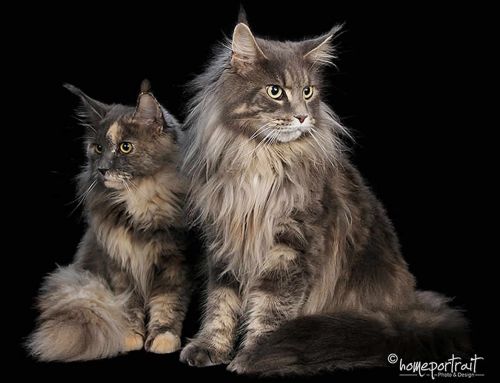 Brandy of Maine Coon Castle Brandy of Maine Coon Castle