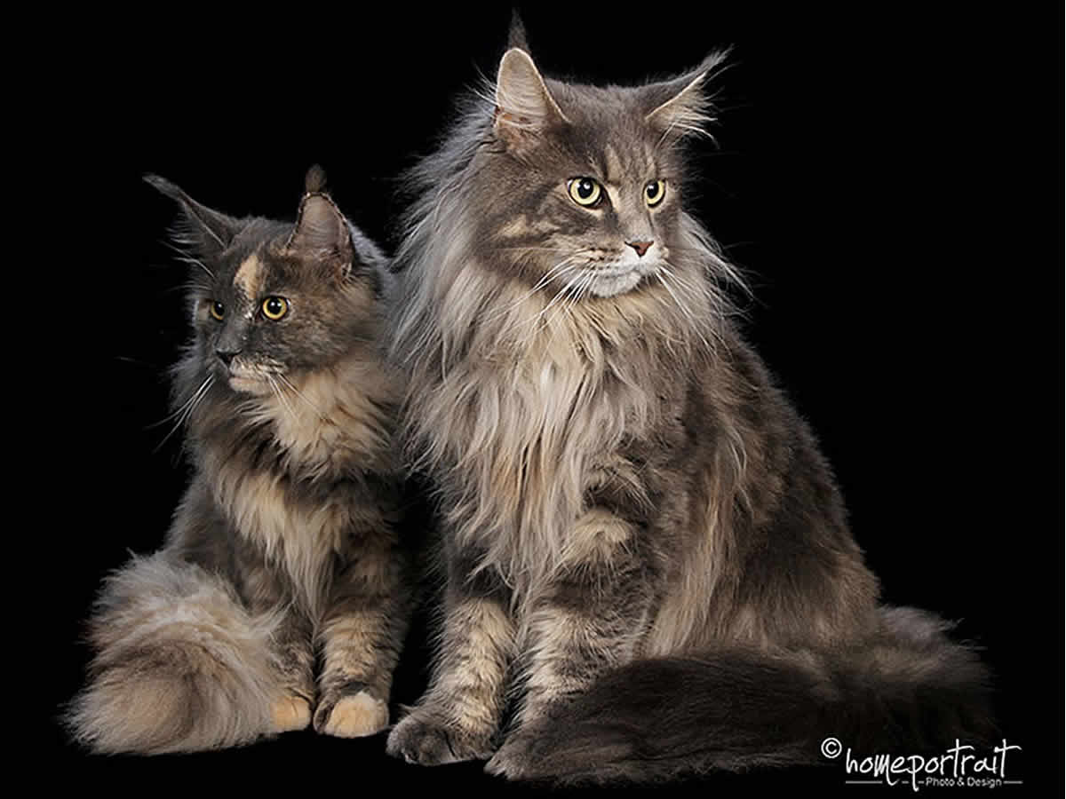 Brandy of Maine Coon Castle