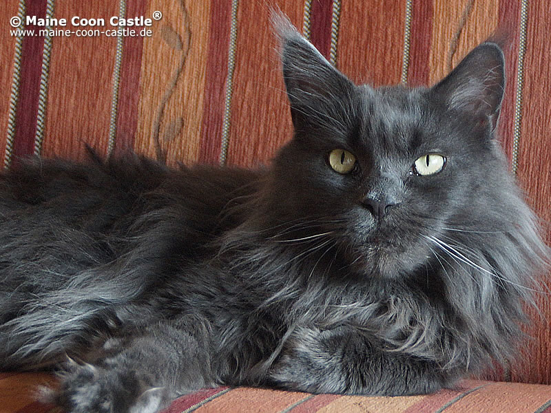 Queen Bombastic Coons 4 Jahre Queen Bombastic Coons 4 Jahre alt