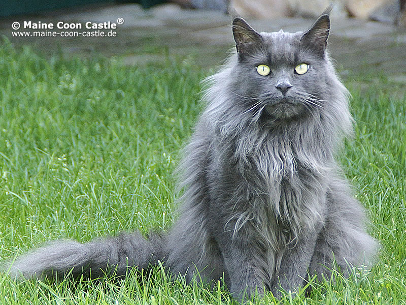 Queen Bombastic Coons 3,4 Jahre Queen Bombastic Coons 3,4 Jahre alt