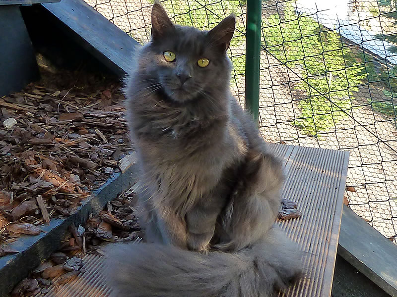 Frieda im Freigehege Frieda im Freigehege