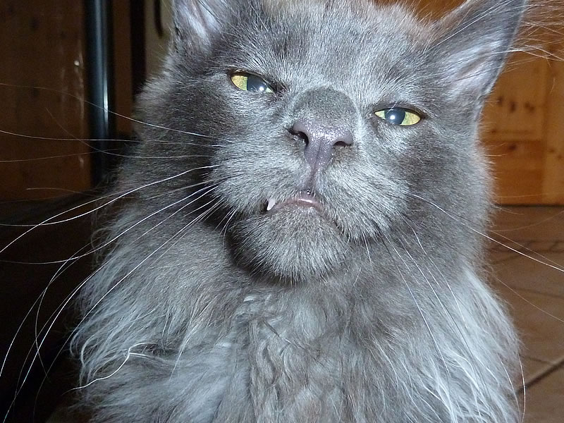 Frieda 3 Monate – Zahnwechsel Frieda 3 Monate - Zahnwechsel