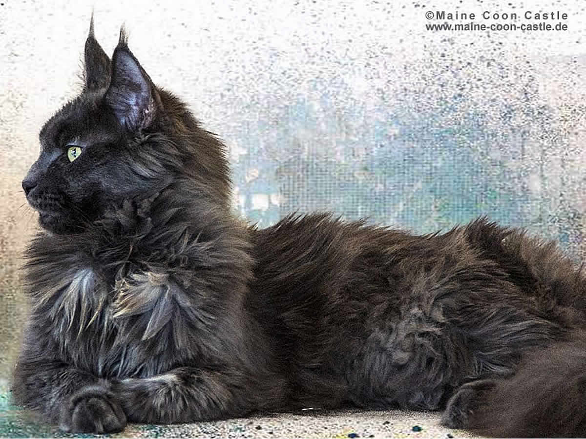 Hana 1 Jahr Hana 1 Jahr