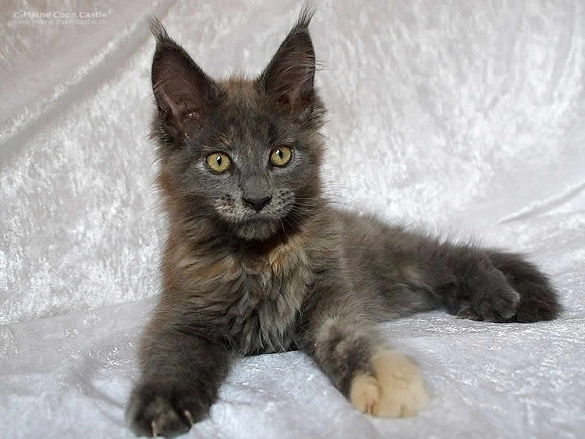 Hana 13 Wochen Hana 13 Wochen