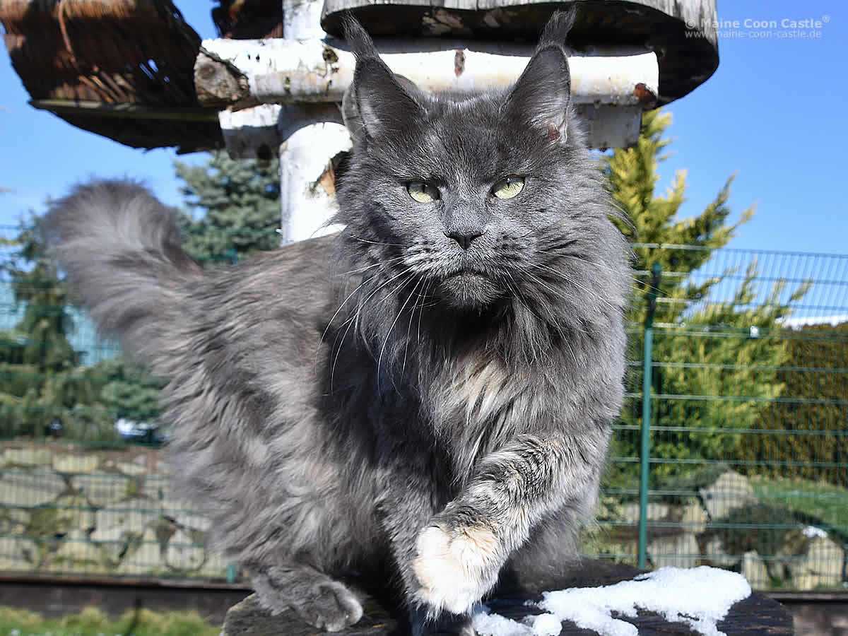 Havana Tala-Minowis Havana Tala-Minowis