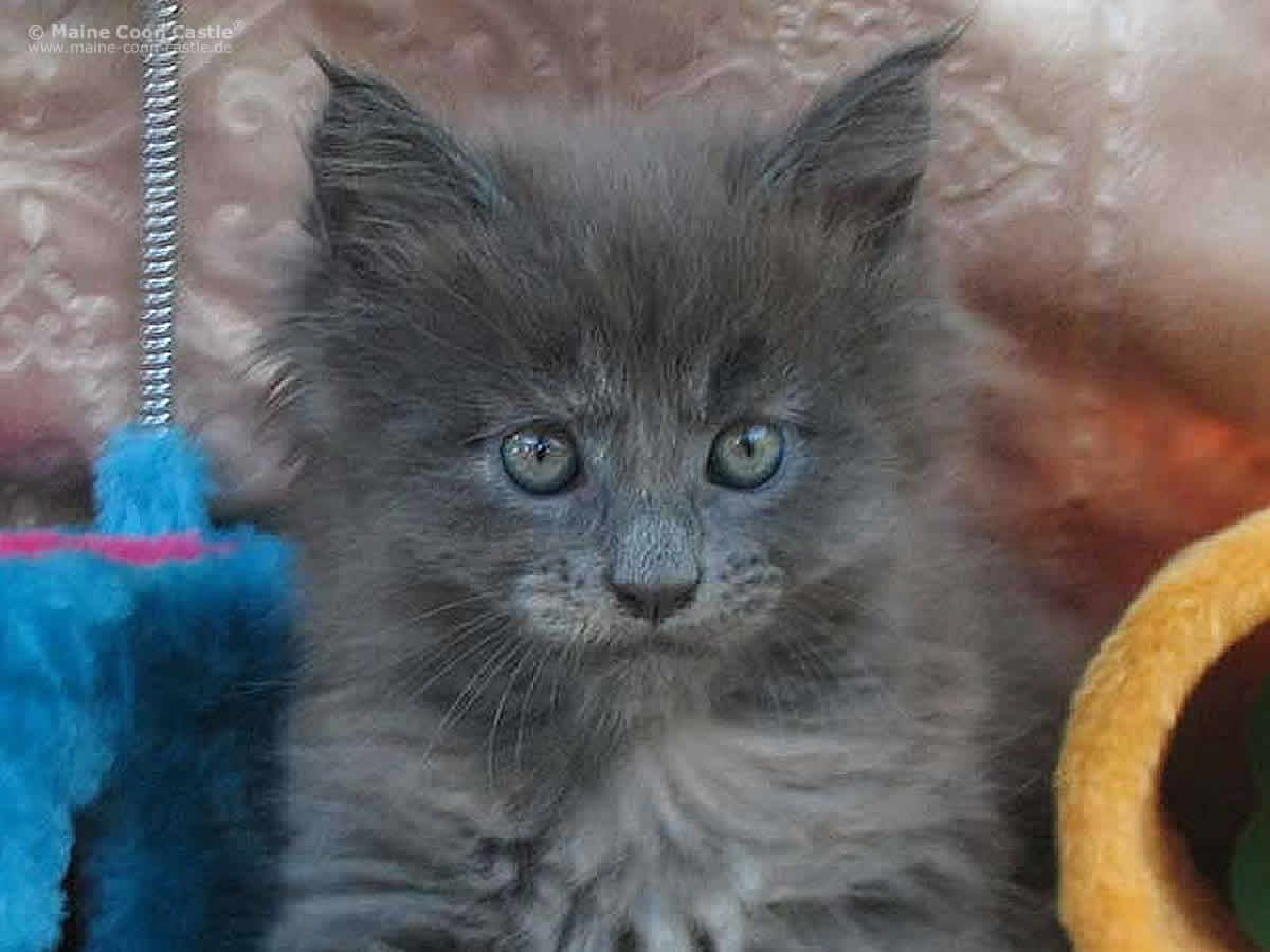 Hana 6 Wochen Hana 6 Wochen