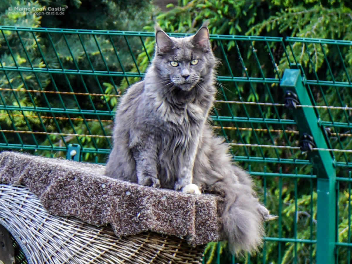 Hana 7 Jahre alt Maine Coon Kastratin Hana 7 Jahre alt