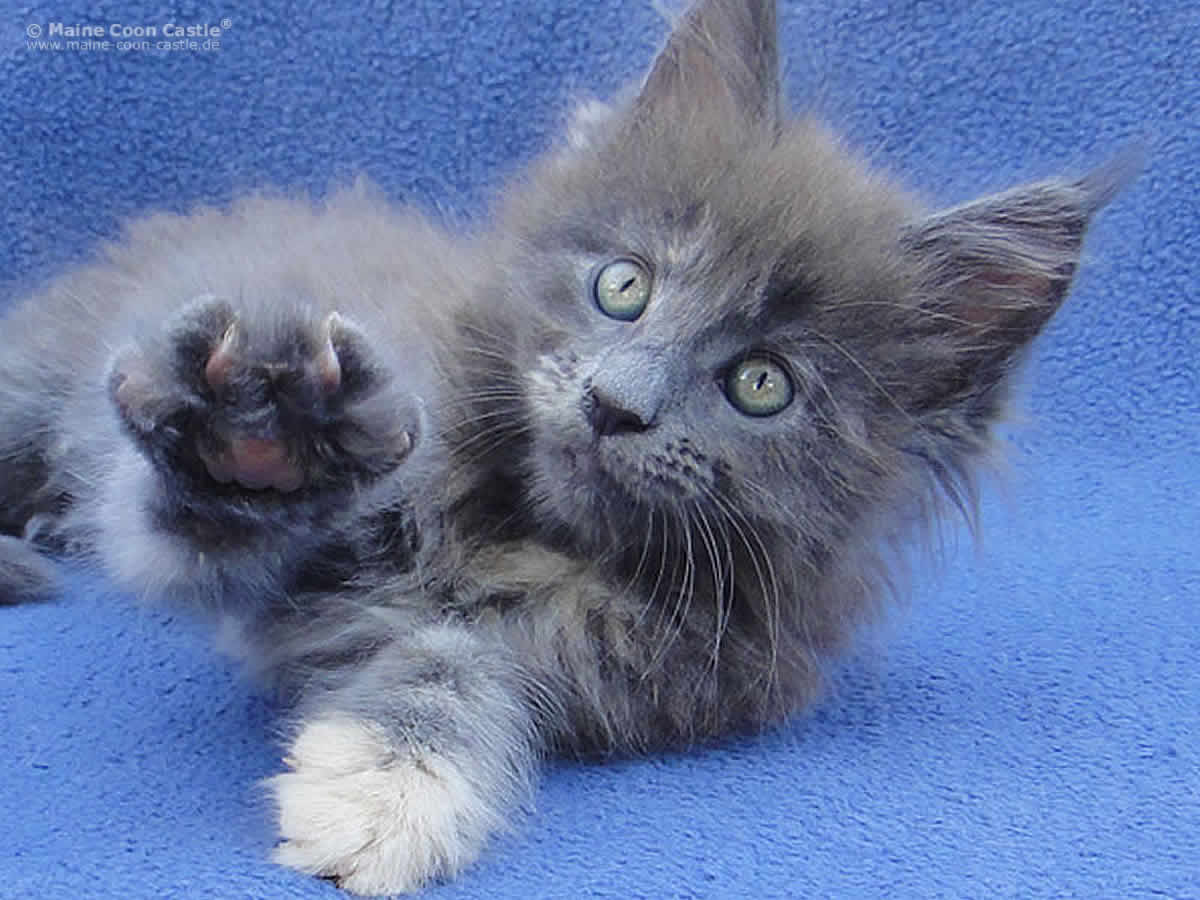 Hana 8 Wochen Hana 8 Wochen