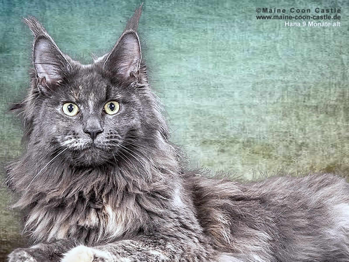 Hana 9 Monate Hana 9 Monate