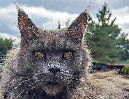 Contessa Tala Minowis