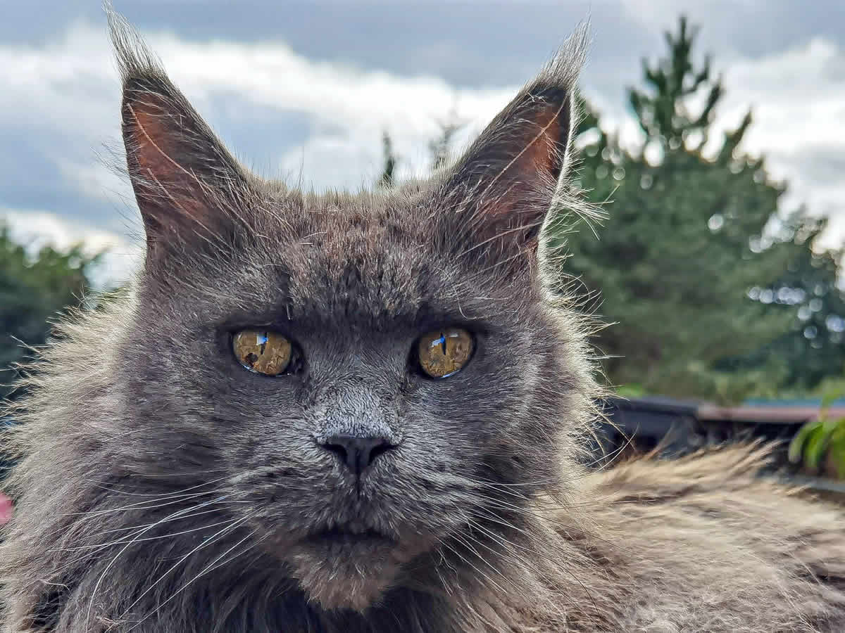 Contessa Tala Minowis