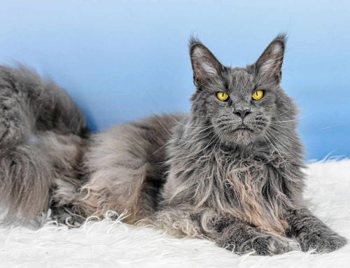 Mischa of Maine Coon Castle