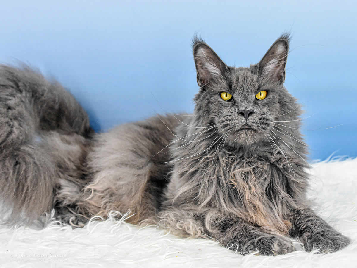 Mischa of Maine Coon Castle