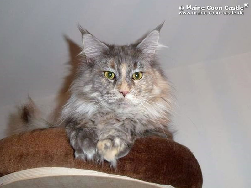 Nelly 3 Jahre und 11 Monate alt Nelly 3 Jahre und 11 Monate alt