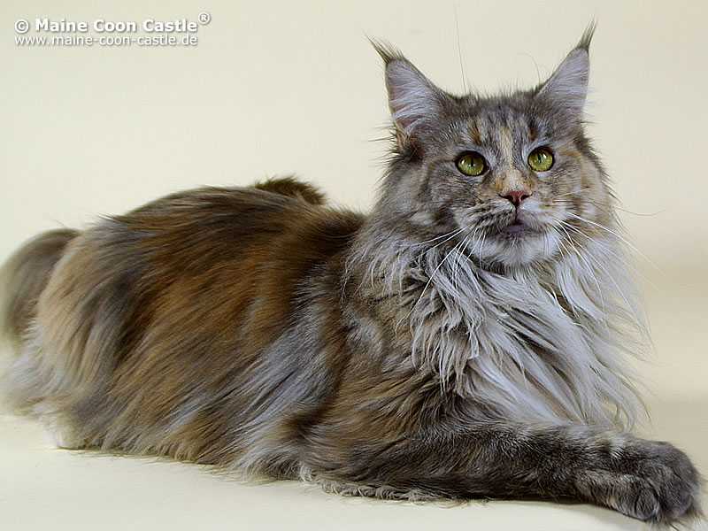 Nelly 1 Jahr und 8 Monate alt Nelly 1 Jahr und 8 Monate alt