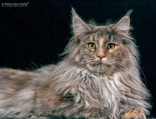 Starbushway Cuddle-Nelly Starbushway Cuddle-Nelly