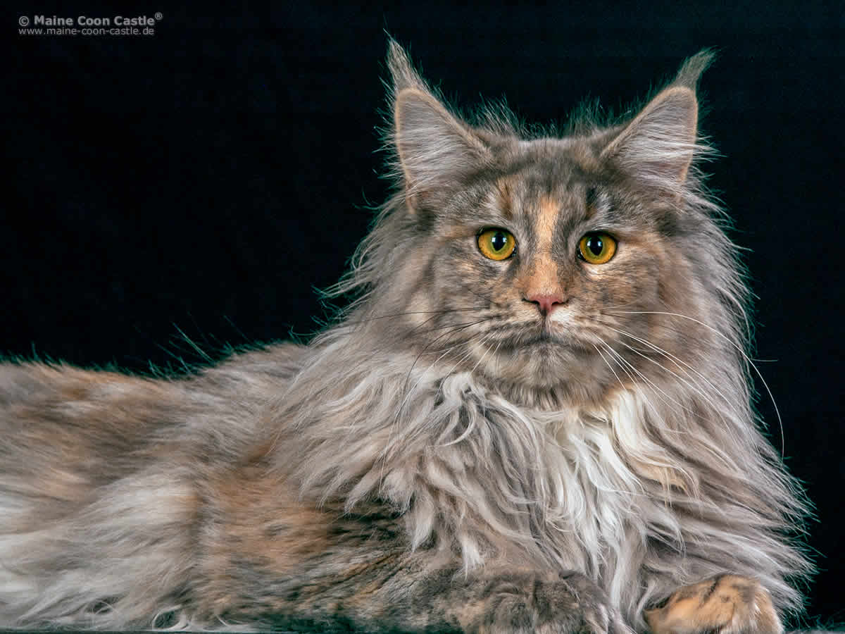 Starbushway Cuddle-Nelly