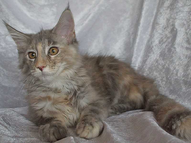 Nelly 14 Wochen alt Nelly 14 Wochen alt